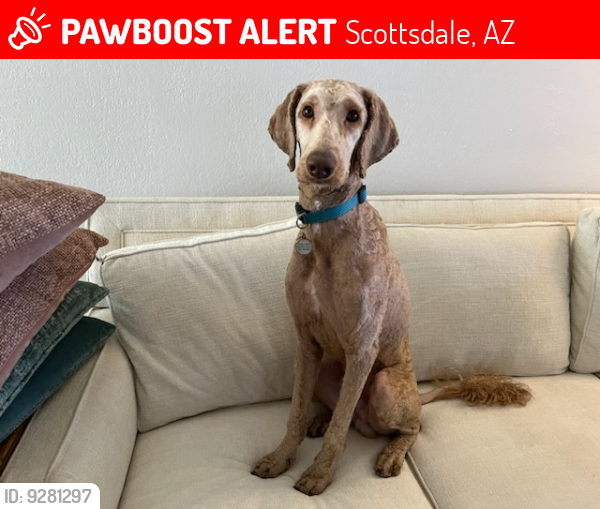 Lost Male Dog last seen Hayden and McDonald, Scottsdale, AZ 85250