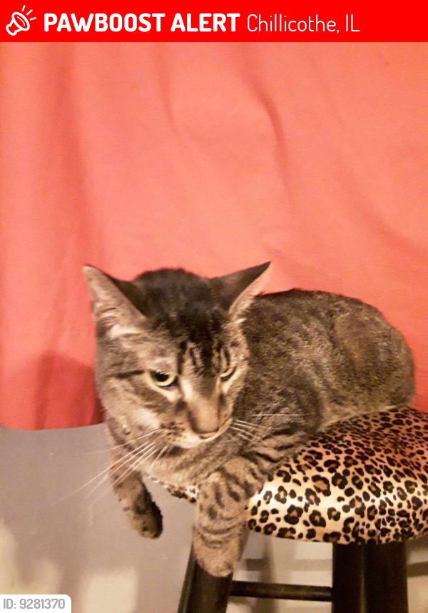Lost Male Cat last seen Near W. Matthews St. By Trailer Park Chillicothe, IL., Chillicothe, IL 61523