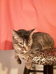 Lost Male Cat last seen Near W. Matthews St. By Trailer Park Chillicothe, IL., Chillicothe, IL 61523