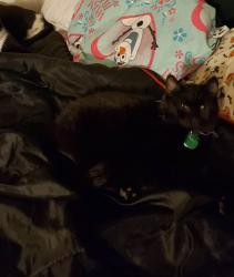 Lost Female Cat last seen Near W. Matthews St. By Trailer Park Chillicothe, IL., Chillicothe, IL 61523