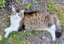 Lost Male Cat last seen Near Evergreen and Poplar, Memphis, TN 38104