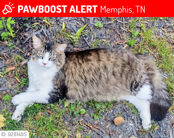 Lost Male Cat last seen Near Evergreen and Poplar, Memphis, TN 38104