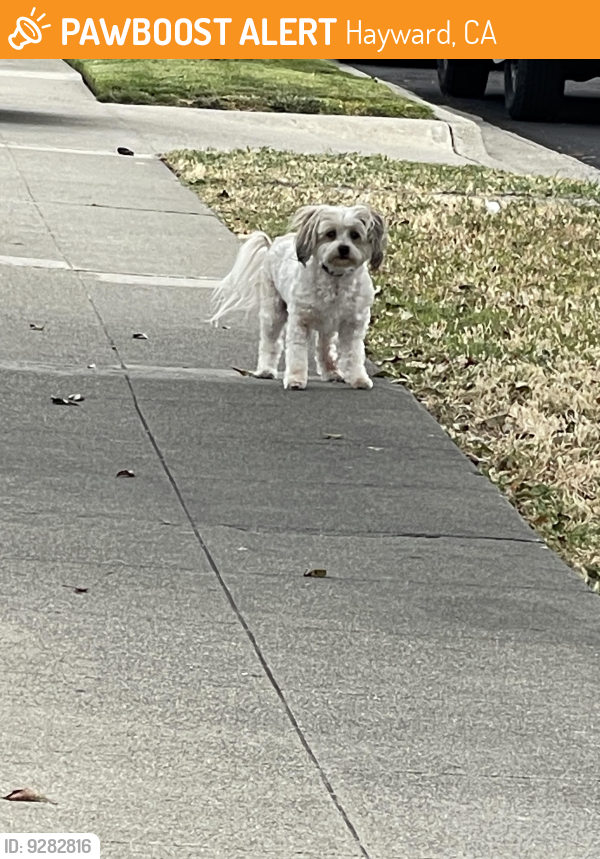 Found/Stray Unknown Dog last seen Kay Avenue and Avondale, Hayward, CA 94545