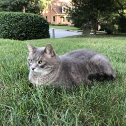 Lost Male Cat last seen Trowbridge Lane and Lebel Road, Knoxville, TN 37934