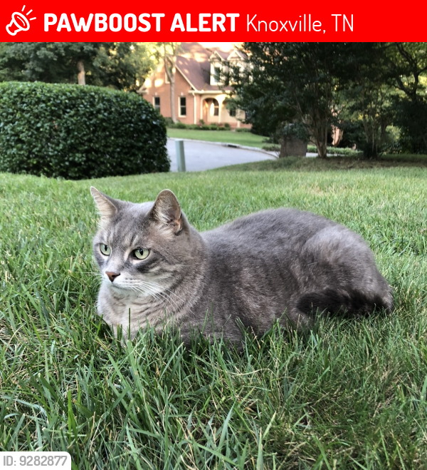 Lost Male Cat last seen Trowbridge Lane and Lebel Road, Knoxville, TN 37934