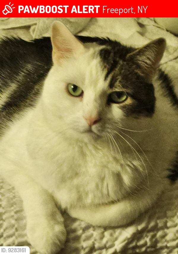 Lost Male Cat last seen S main st freeport, Freeport, NY 11520