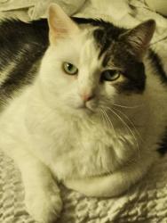Lost Male Cat last seen S main st freeport, Freeport, NY 11520