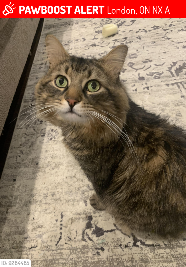 Lost Male Cat last seen Skyline avenue sunningdale rd, London, ON N5X 0A5