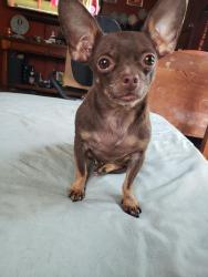 Lost Male Dog last seen Carrington & West 130th , Cleveland, OH 44135