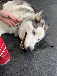 Reunited Male Dog last seen North Main Street, High Point, NC 27265
