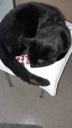 Lost Male Cat last seen Aberdare , Rhondda Cynon Taff, Wales CF44 7PS