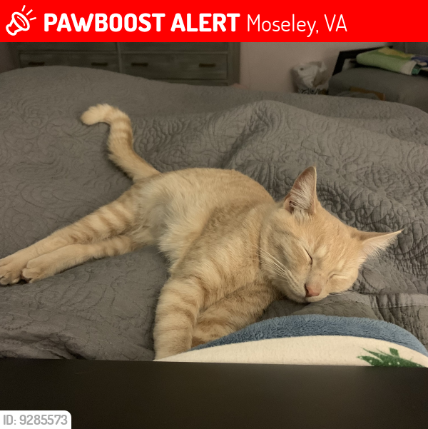 Lost Female Cat last seen Skinquarter and Pear Orchard Rd. , Moseley, VA 23120