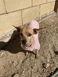Lost Female Dog last seen By superior grocers , Fontana, CA 92335
