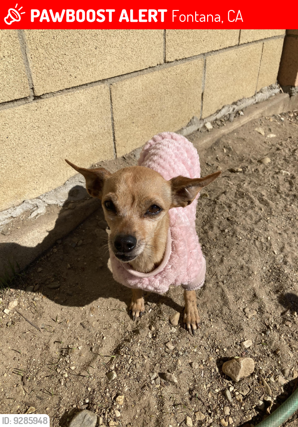 Lost Female Dog last seen By superior grocers , Fontana, CA 92335