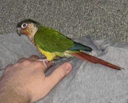 Lost Female Bird last seen Martha Morrison, Simi Valley, CA 93065