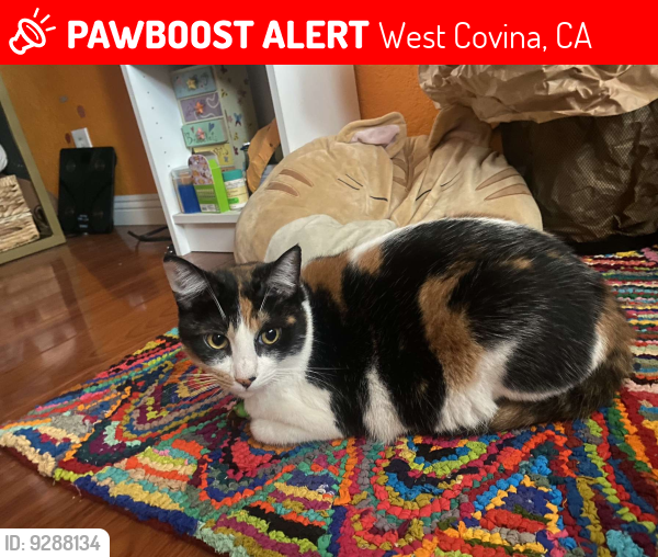 Lost Female Cat last seen Cumberland Dr & S Nelson St, West Covina, CA 91792