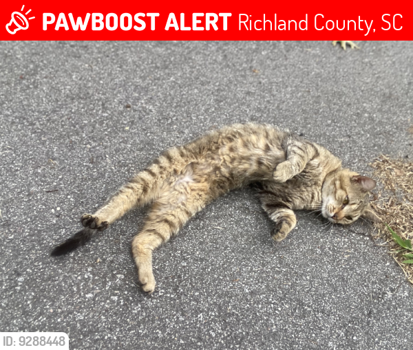 Lost Male Cat last seen Mt Valley Rd, Richland County, SC 29016