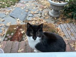 Reunited Unknown Cat last seen Colfax Rd, Springfield, NJ 07081, USA, Springfield, NJ 07081