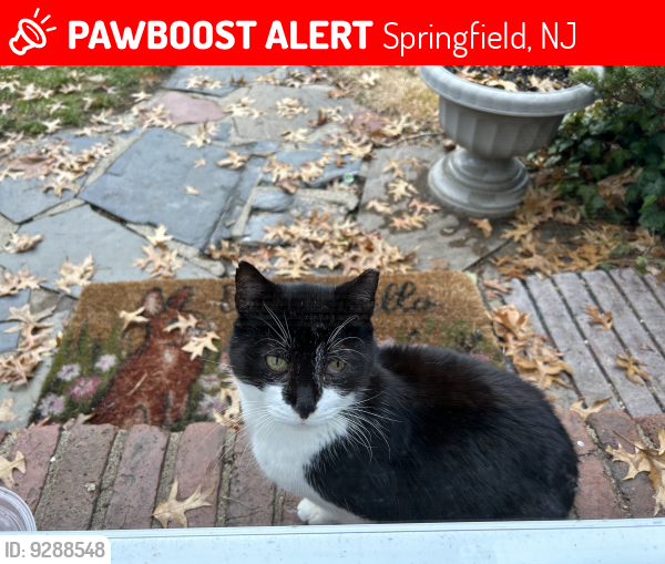 Lost Unknown Cat last seen Severna Rd/ Denham Rd/ Colfax Rd, Springfield, NJ 07081
