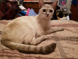 Lost Female Cat last seen Arroyo Vista Dr., Sacramento, CA 95823