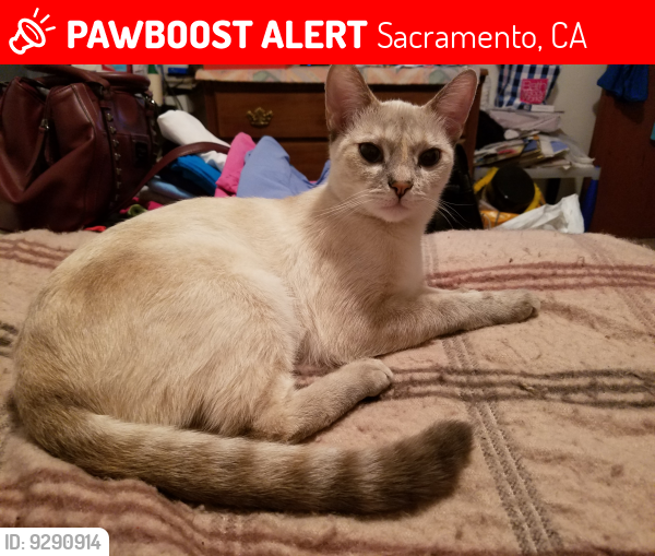 Lost Female Cat last seen Arroyo Vista Dr., Sacramento, CA 95823