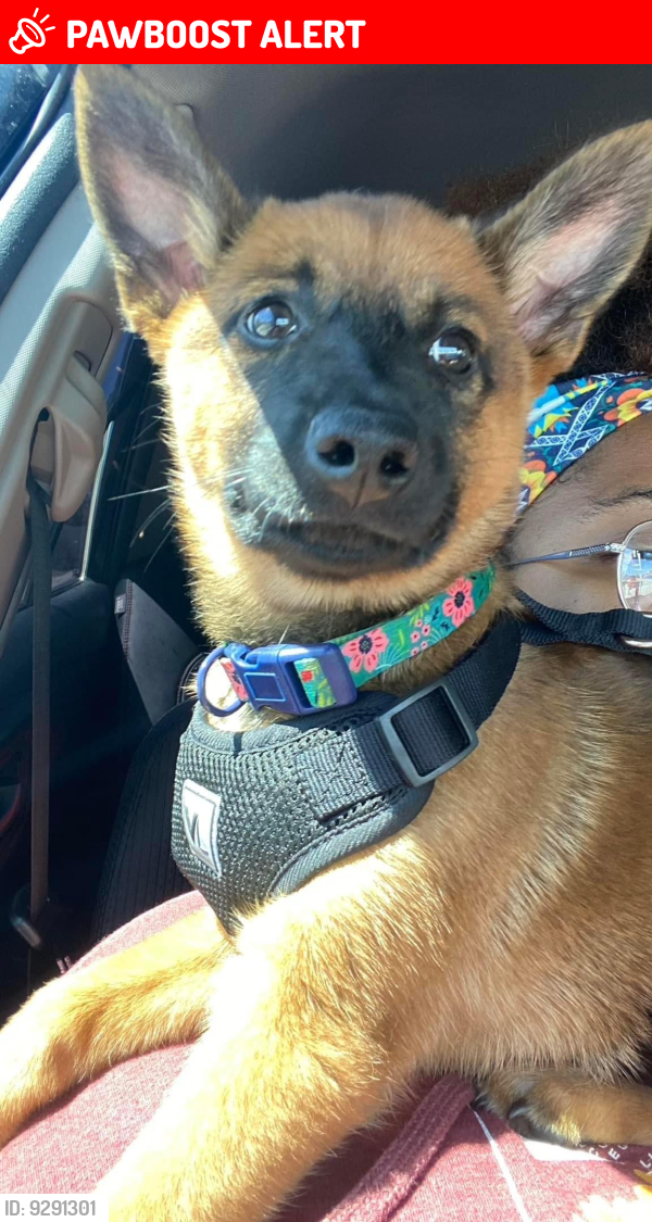 Lost Female Dog last seen Near nw 3rd ave, Hallandale, FL, 33009, Hallandale Beach, FL 33009