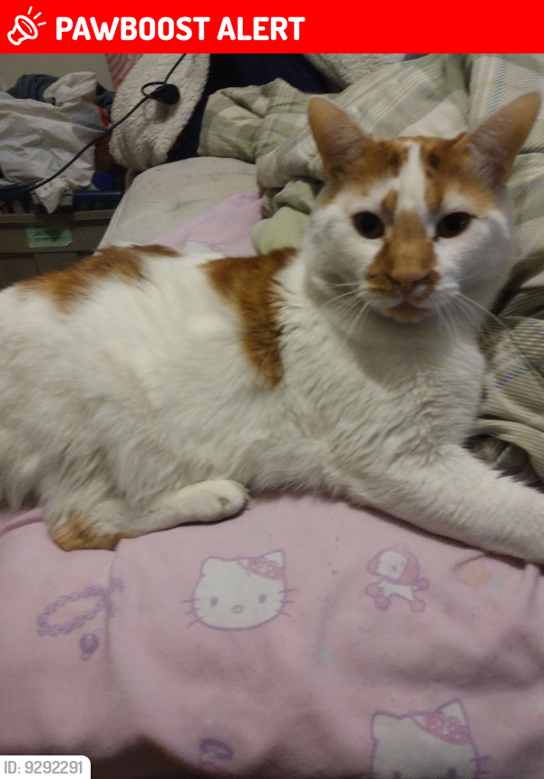 Hawaiian Gardens, CA Lost Male Cat, Mochi Is Missing PawBoost