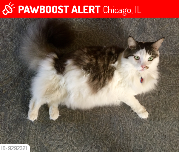 Lost Male Cat last seen 61st Street and Woodlawn Avenue, Chicago, IL 60637