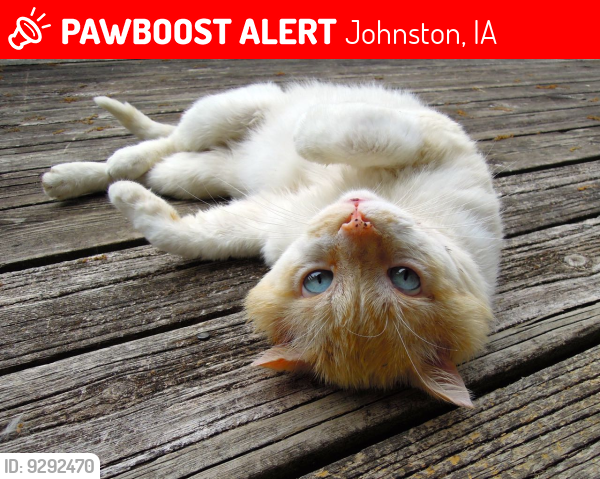 Lost Male Cat last seen Camp Dodge old swimming pool area, Johnston, IA 50131