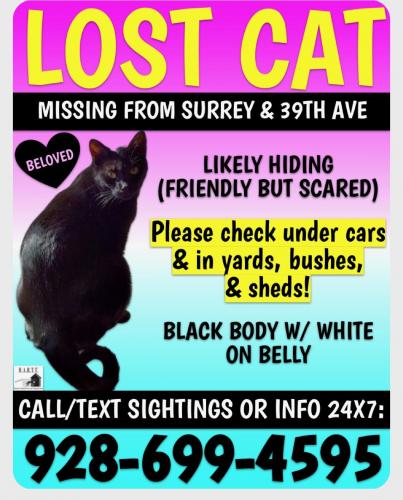 Lost Female Cat last seen 39th Ave and Thunderbird, Surrey Park neighborhood , Phoenix, AZ 85029
