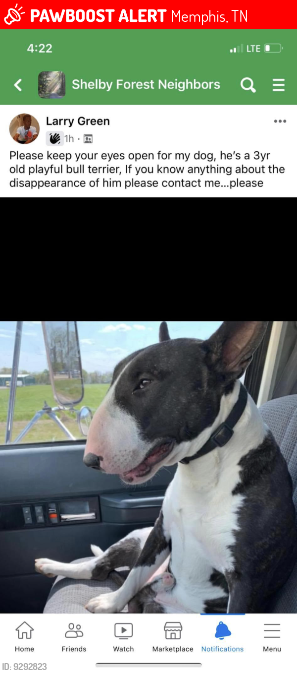 Memphis, TN Lost Male Dog, Bull Terrier Is Missing | PawBoost