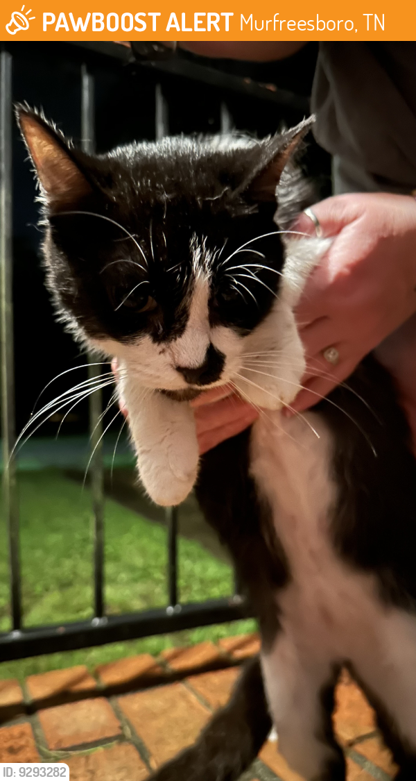 Murfreesboro, TN Stray Female Cat Found Near Sherrill Blvd and Hunt