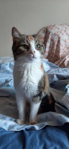 Lost Female Cat last seen Salem,OR, Сейлем, OR 97303