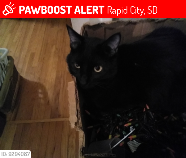 Lost Male Cat last seen Corner of Farlow and Van Buren, Rapid City, SD 57701
