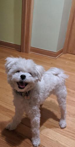 Lost Male Dog last seen S Brainard Ave, Chicago, Cook County, IL, US and S Torrence Ave, Chicago, CookCounty, IL, US., Chicago, IL 60633