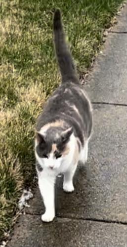 Lost Female Cat last seen Randfield Lane & Rachel Hill Drive, Chantilly, VA 20152