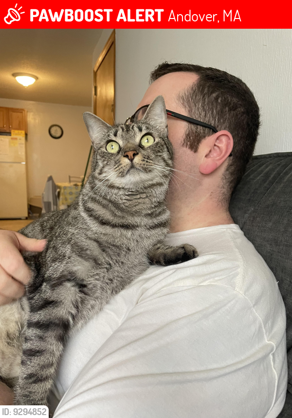 Lost Male Cat last seen Andover Animal hosp, Andover, MA 01810