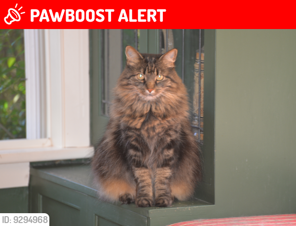 Lost Female Cat last seen Between Fenwick and Traymore Rd, University Heights, OH 44118