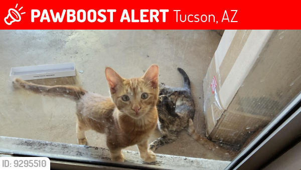Lost Unknown Cat last seen Near e Hawthorne st, tucson, az 85710, Tucson, AZ 85710