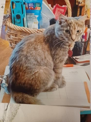 Lost Female Cat last seen High St. and Hanover St, Carlisle, PA 17013
