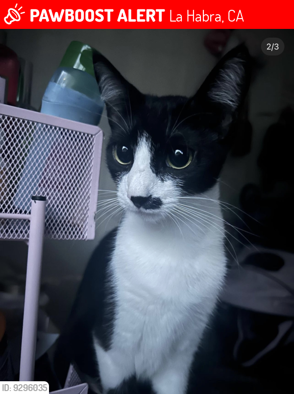 La Habra, CA Lost Female Cat, Molly Is Missing PawBoost