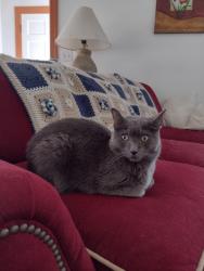 Lost Male Cat last seen Near delphi road SW Olympia WA, Olympia, WA 98512