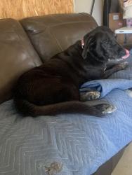 Lost Male Dog last seen FM 1753 Near Jeff Horn Sand Pit, Ravenna, TX 75476
