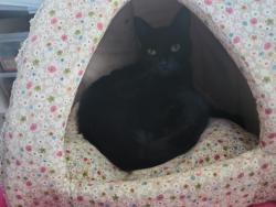 Lost Male Cat last seen Lakeside Rd and Central Avenue, Eastwood, NSW 2122