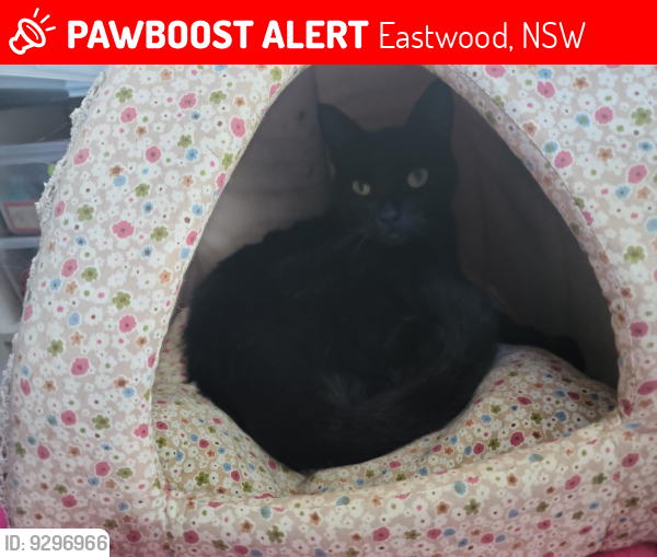 Lost Male Cat last seen Lakeside Rd and Central Avenue, Eastwood, NSW 2122