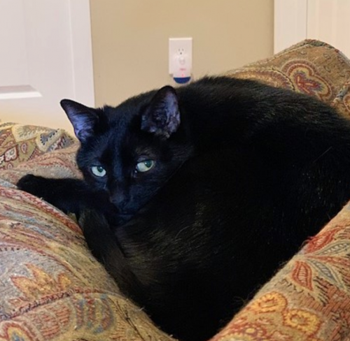Lost Male Cat last seen Near August Dr, Chattanooga, TN 37343
