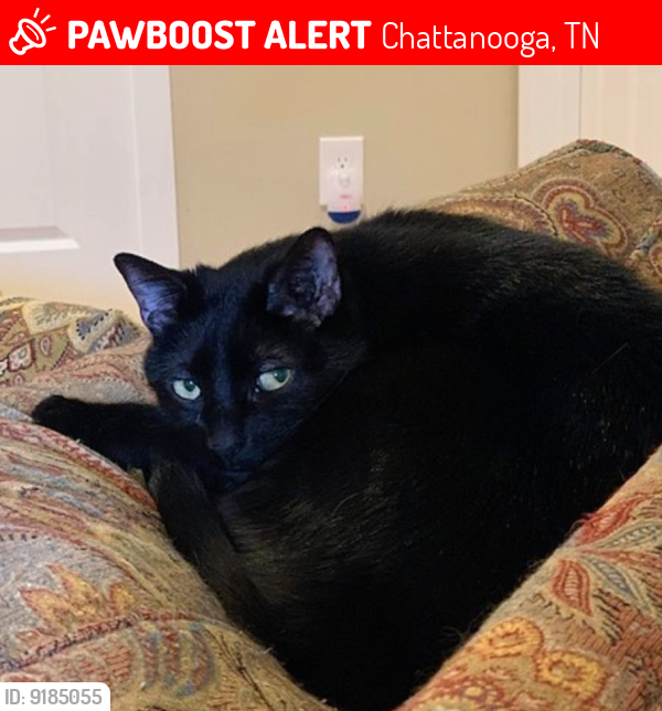 Lost Male Cat last seen Near August Dr, Chattanooga, TN 37343