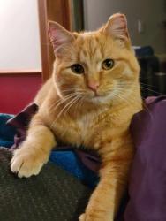 Lost Male Cat last seen South Stillhouse Road and Colbern, Oak Grove, MO 64075