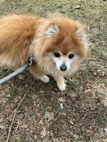 Lost Female Dog last seen Idaho Ave W. and Albert St., Falcon Heights, MN 55108