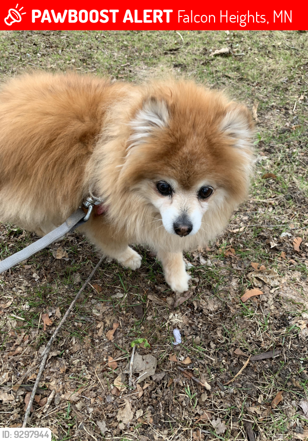 Lost Female Dog last seen Idaho Ave W. and Albert St., Falcon Heights, MN 55108